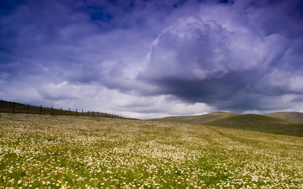 meadow_plain_flowers_field_greens_pasture_fence_sky_clouds_638_2560x1600
